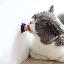 اسباب بازی گربه کت نیپ دار مدل آووکادو